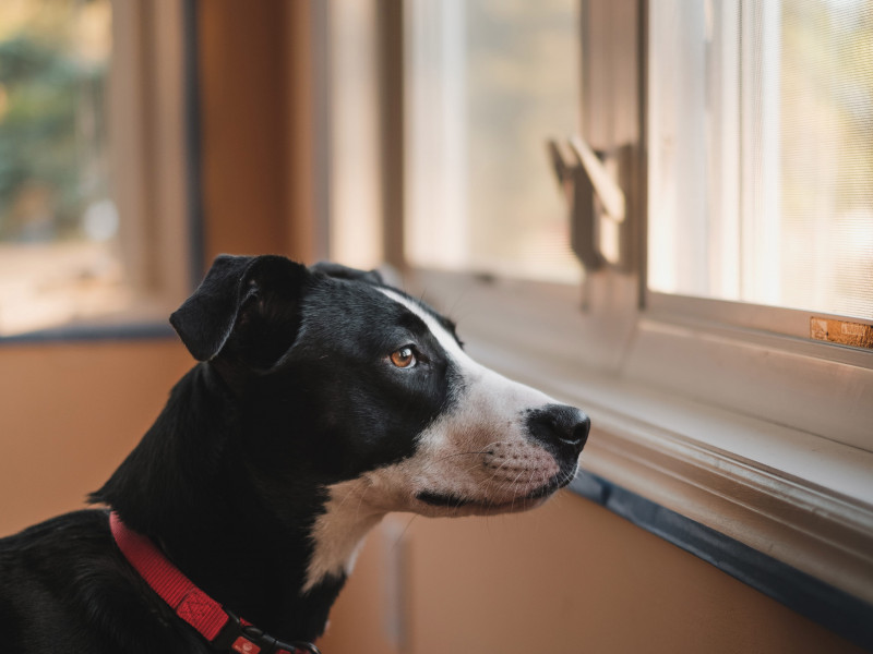 Szúnyogháló felszerelés